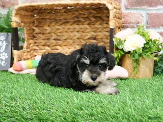 Miniature Schnauzer dogs Angel - Ad 40