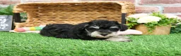 Miniature Schnauzer dogs for sale: Angel - Ad 7