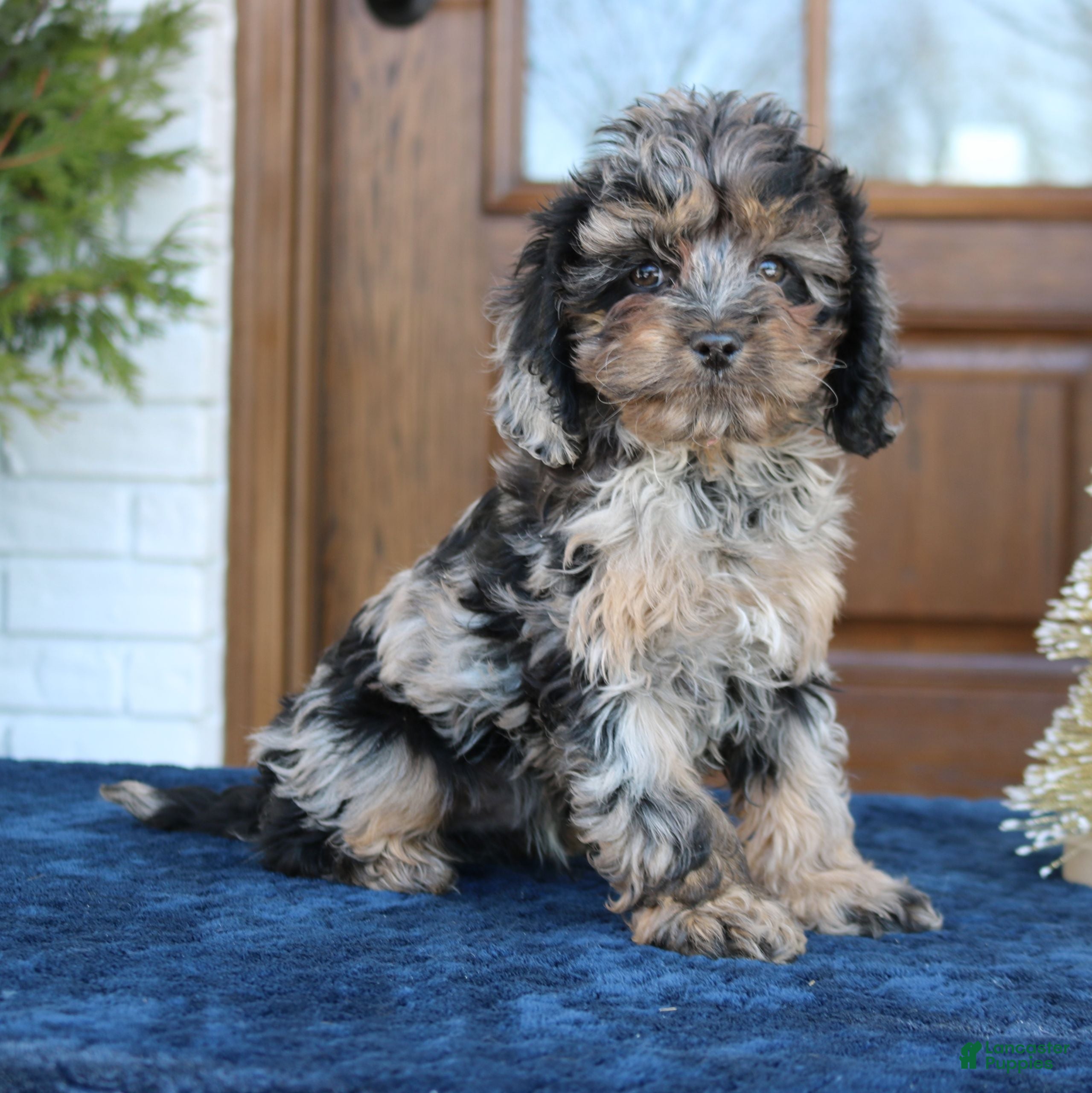 Cavapoo dogs Dallas  - Ad 42