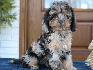 Cavapoo dogs Dallas - Ad 25