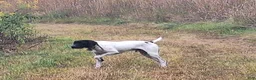 German Shorthaired Pointer dogs for sale: German Shorthaired Pointer 4 - Ad 9