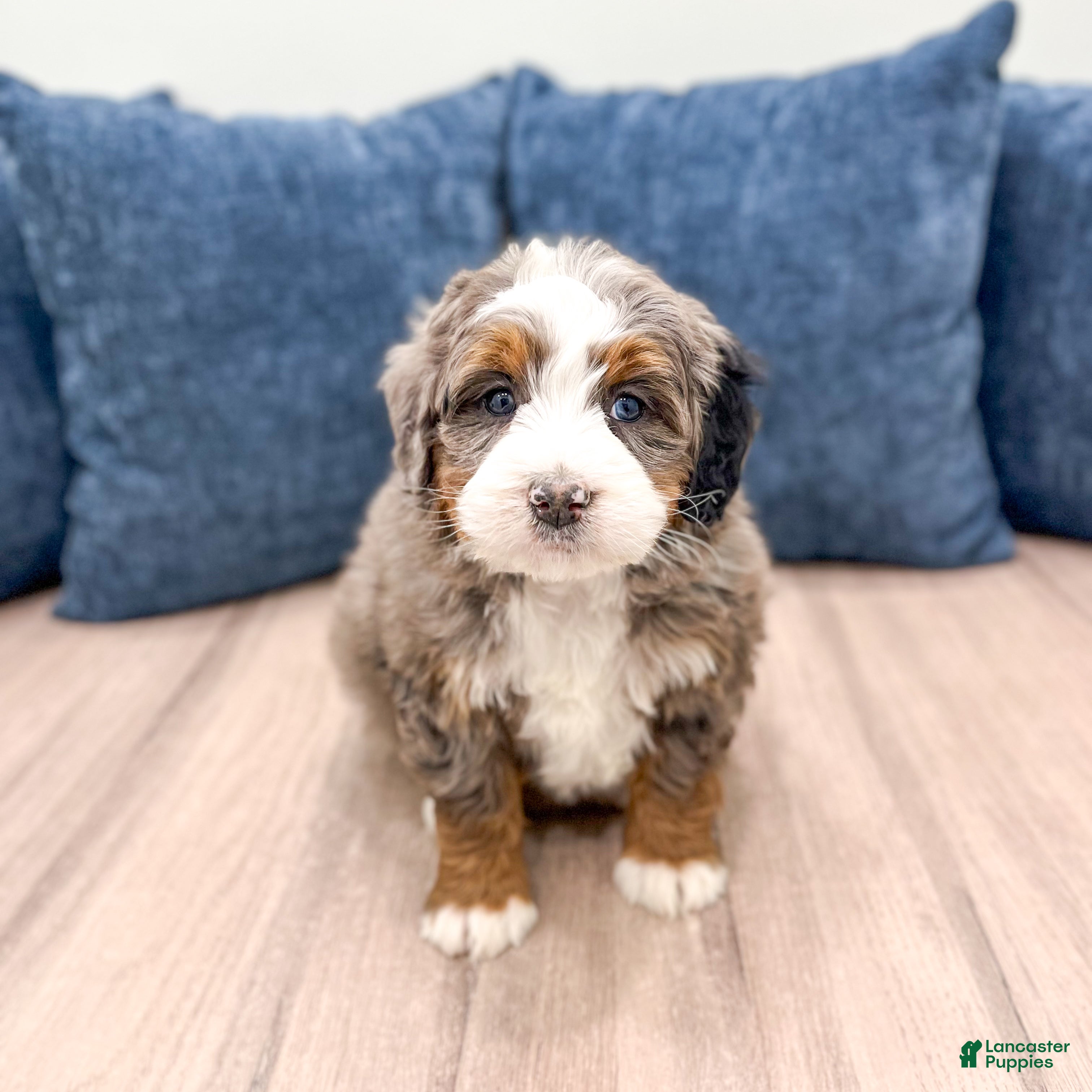 Mini Bernedoodle dogs Luna - Ad 1