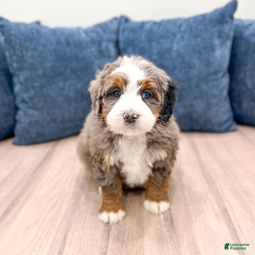 Mini Bernedoodle dogs for sale: Luna - Ad 1