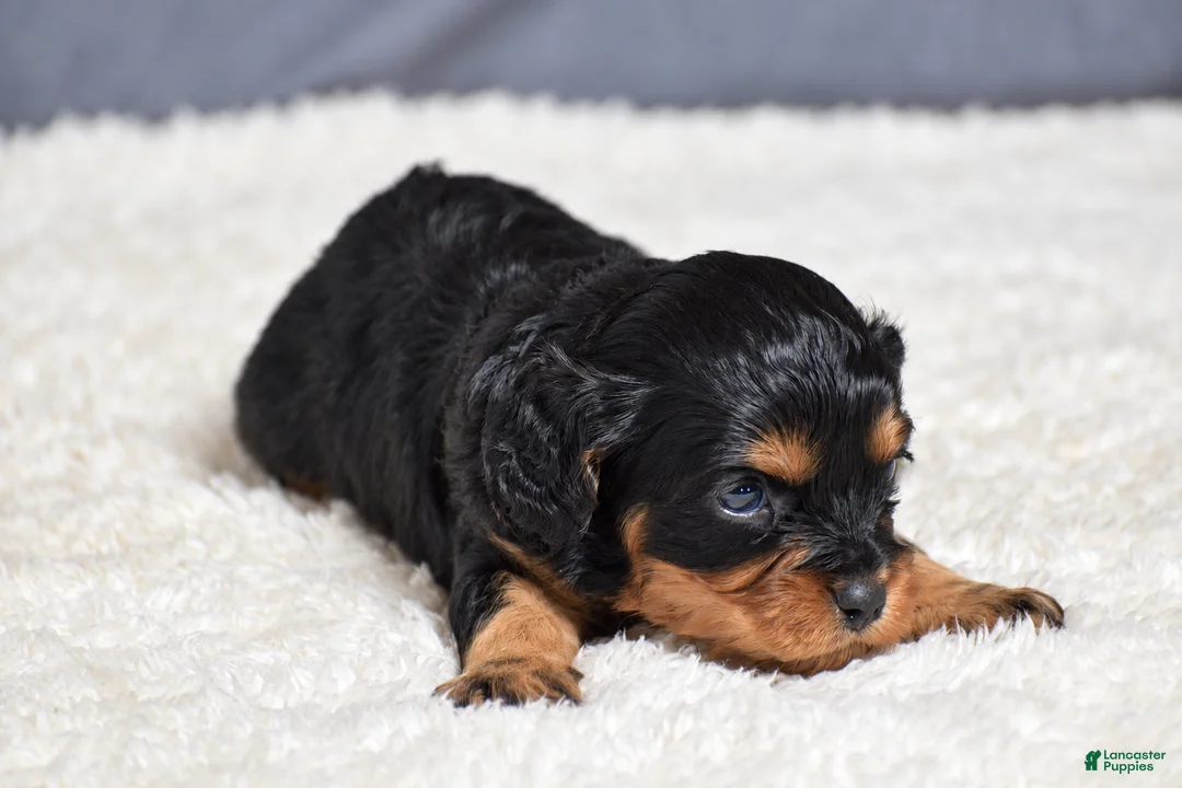 Cavapoo dogs for sale: Fabian - Ad 2