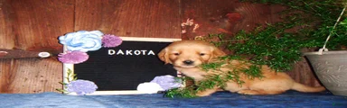 Dakota