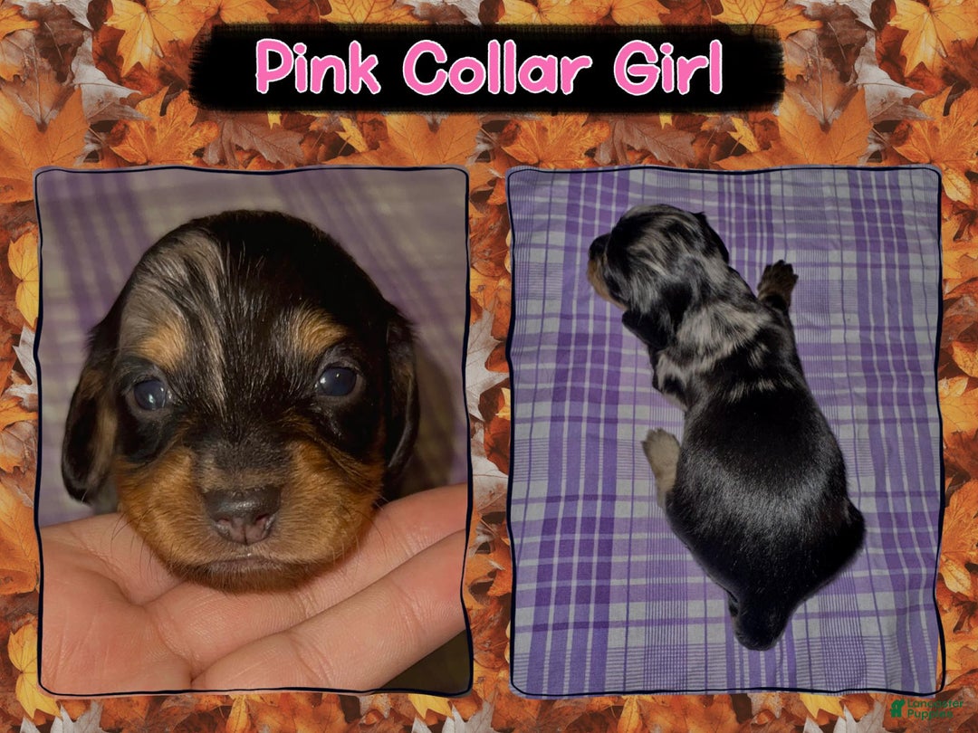 Miniature Dachshund dogs for sale: Pink Collar Girl - Ad 3