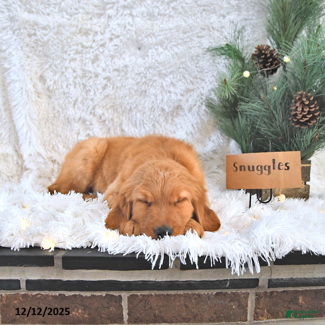 Golden Retriever dogs for sale: Snuggles   - Ad 2