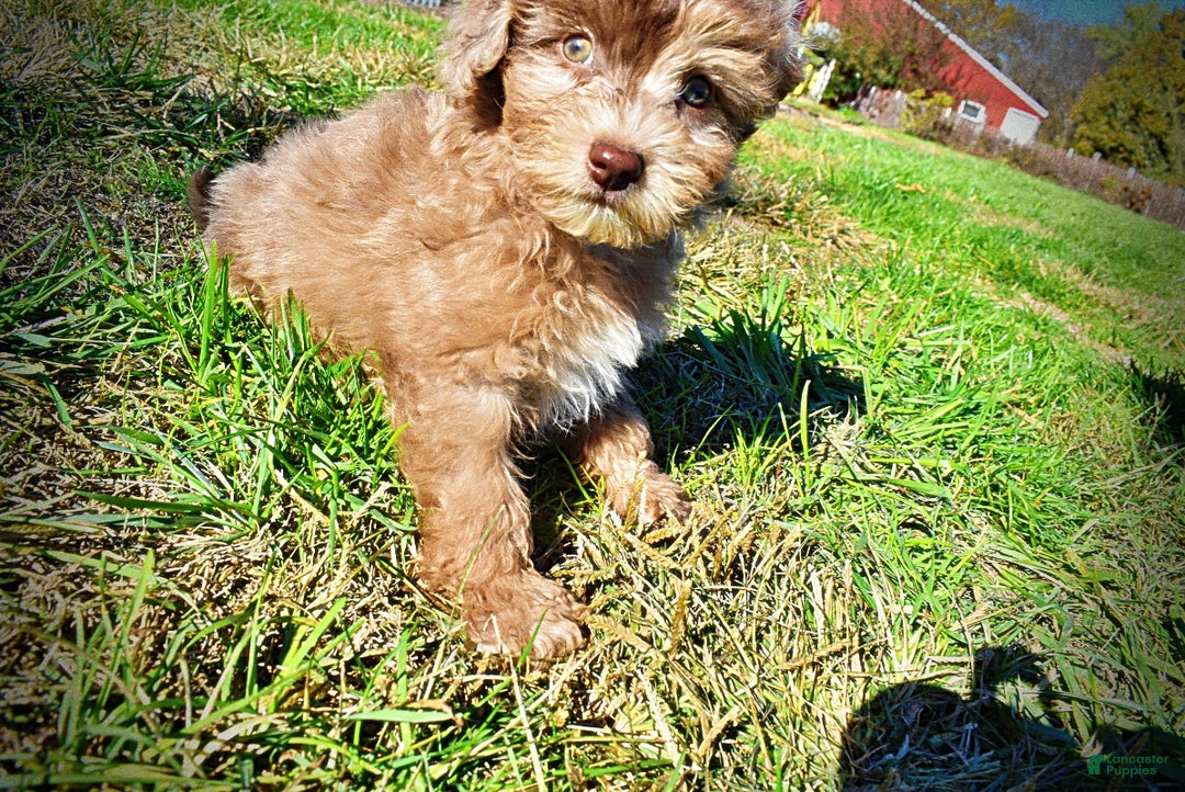 Havapoo dogs for sale: Inky - Ad 10