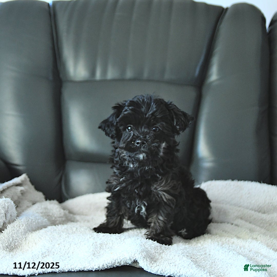 Shihpoo dogs for sale: Ava  - Ad 2