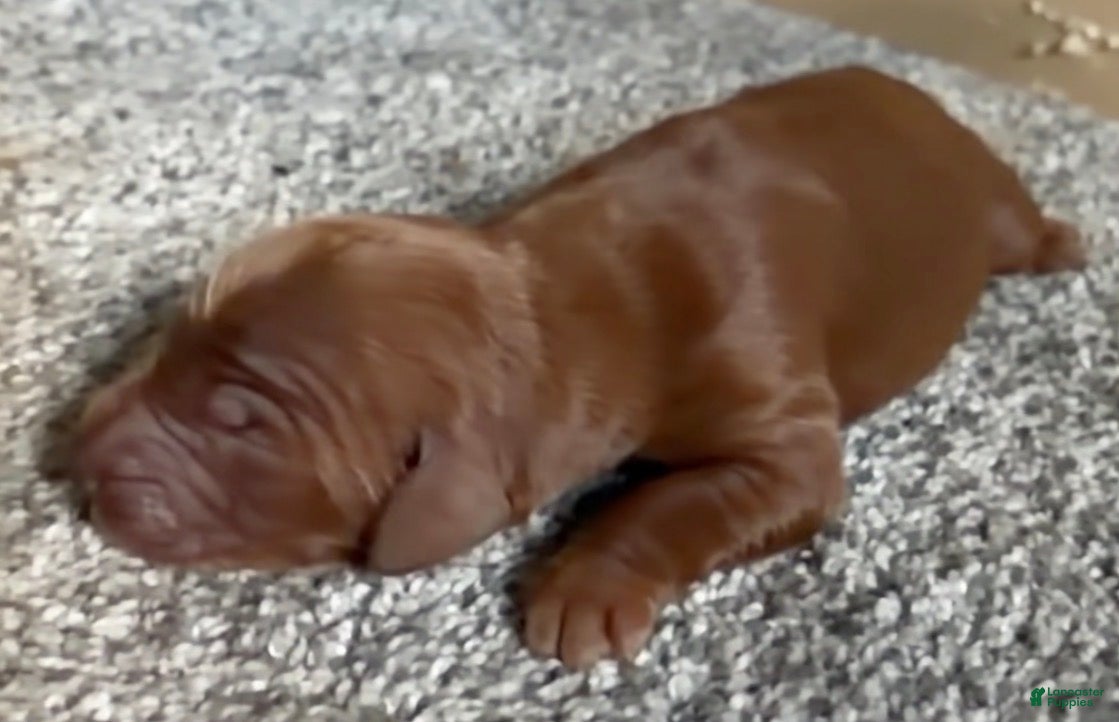 Irish Setter dogs Irish Setter 7 - Ad 10