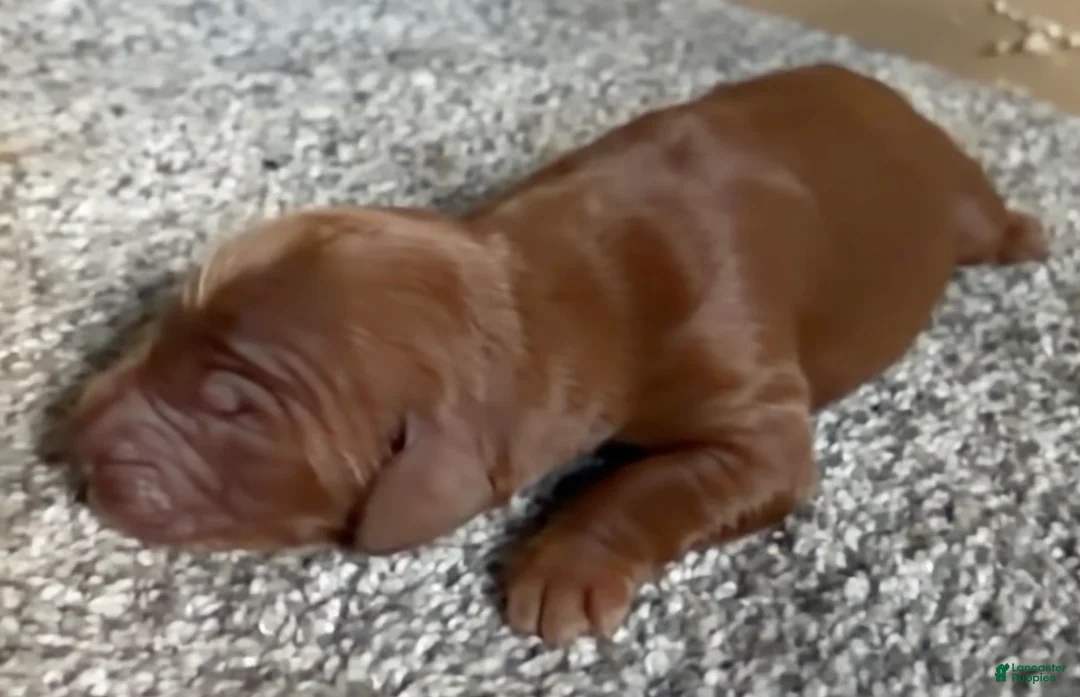 Irish Setter dogs for sale: Irish Setter 7 - Ad 1