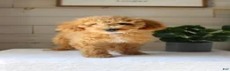 Mini Goldendoodle dogs for sale: Ivy - Ad 3