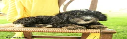 Mini Bernedoodle dogs for sale: Cindy - Ad 2