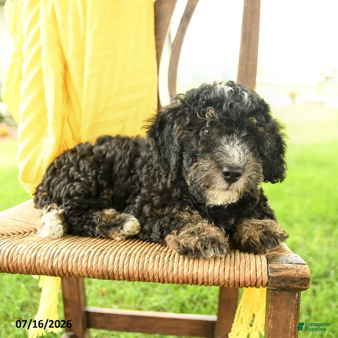 Mini Bernedoodle dogs for sale: Cindy - Ad 2