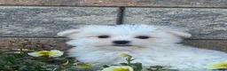 Maltese dogs for sale: Max - Ad 2