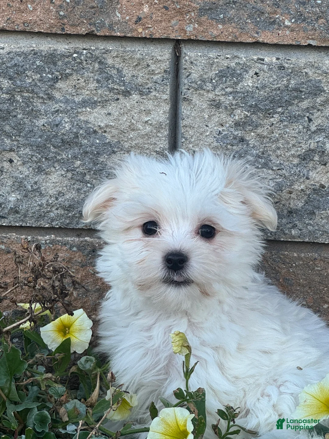 Maltese dogs for sale: Max - Ad 2