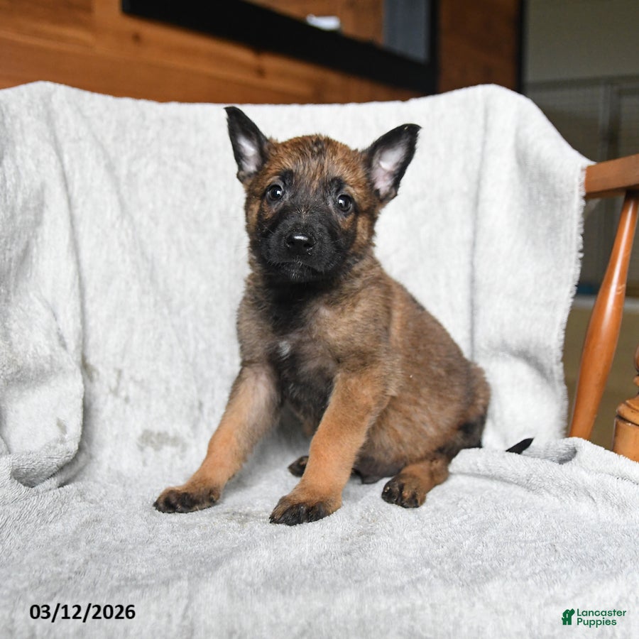 Mixed Breed dogs Trump - Ad 1