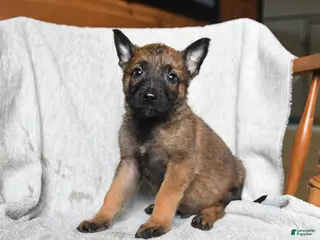 Mixed Breed dogs for sale: Trump - Ad 4