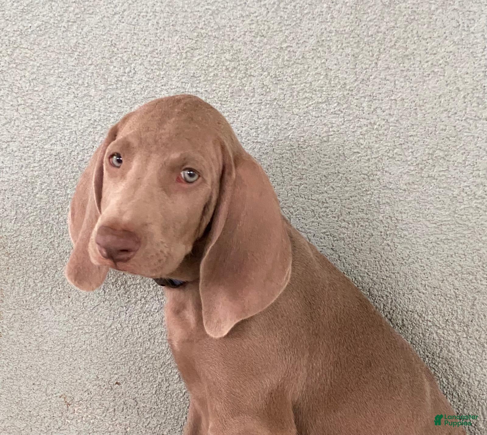 Weimaraner dogs Beto - Ad 33