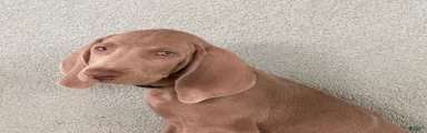 Beto