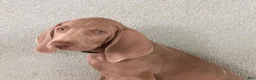 Weimaraner dogs for sale: Beto - Ad 1