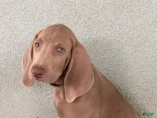 Weimaraner dogs Beto - Ad 33