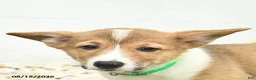 Welsh Corgi Pembroke dogs for sale: Buddy  - Ad 5