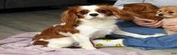 Cavalier King Charles Spaniel dogs for sale: Valor - Ad 9