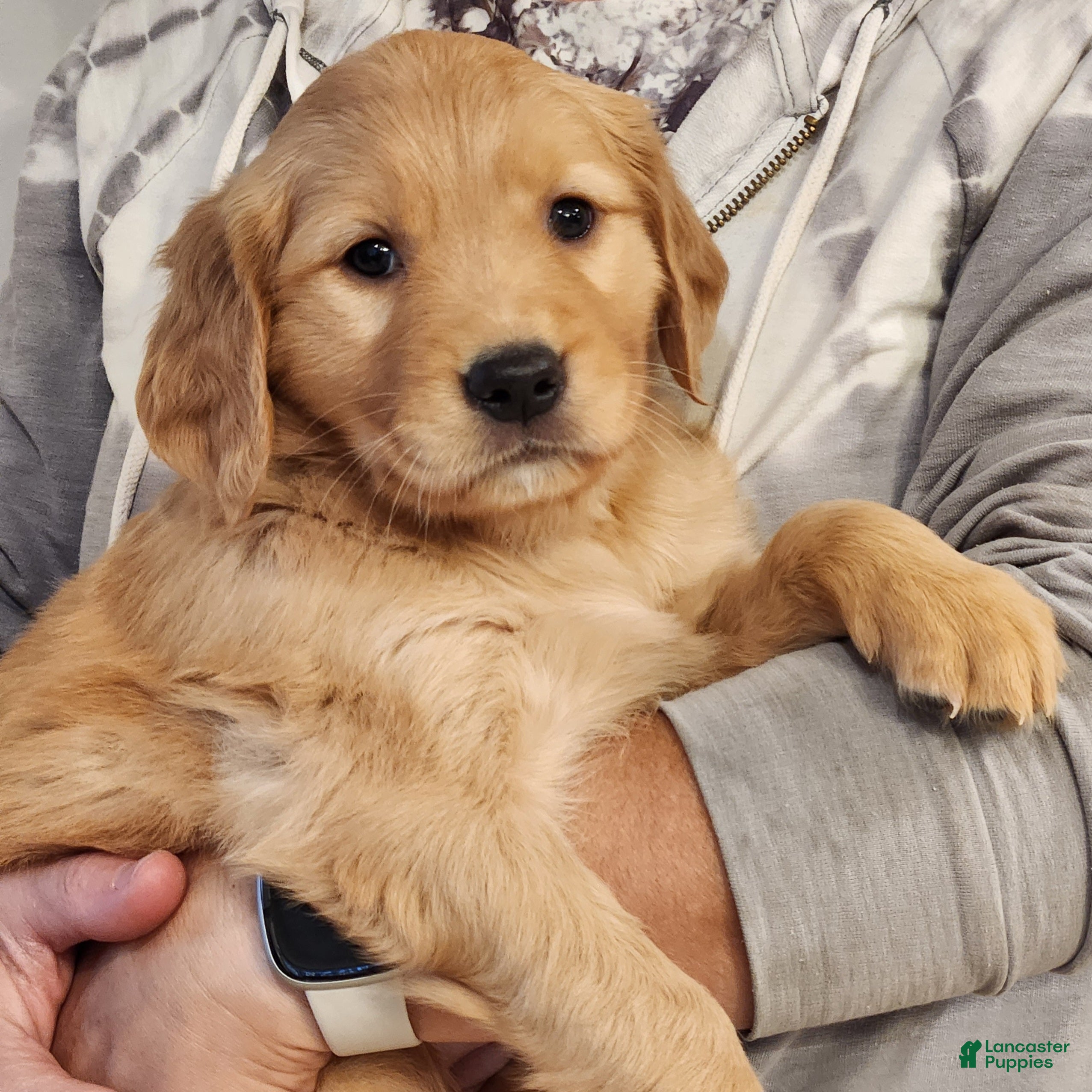 Golden Retriever dogs Raina - Ad 1