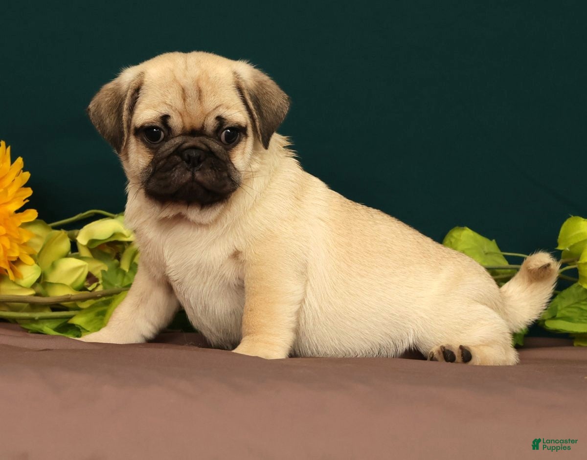 Pug dogs Taco - Ad 1