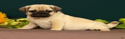 Pug dogs for sale: Taco - Ad 1
