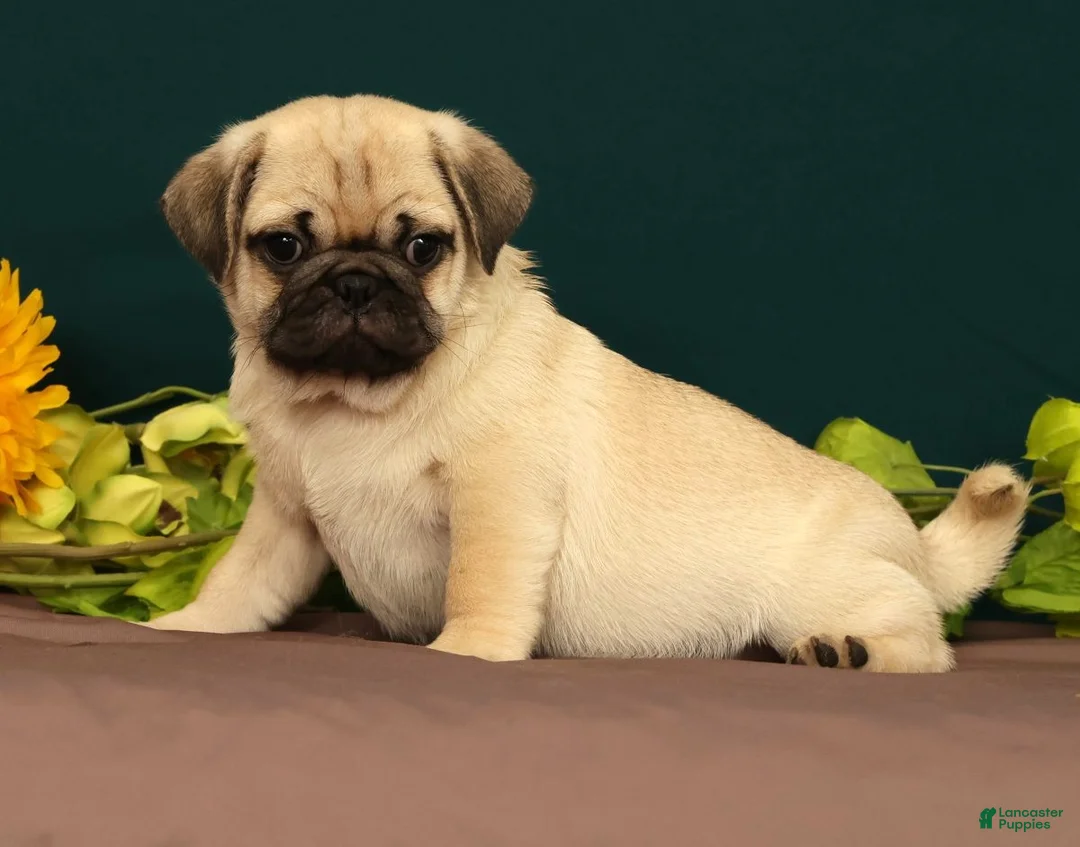 Pug dogs for sale: Taco - Ad 1