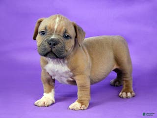 American Bully dogs Fawn Female (1 white foot) - Ad 34