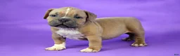American Bully dogs for sale: Fawn Female (1 white foot) - Ad 1