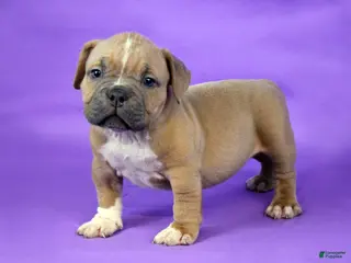American Bully dogs Fawn Female (1 white foot) - Ad 14