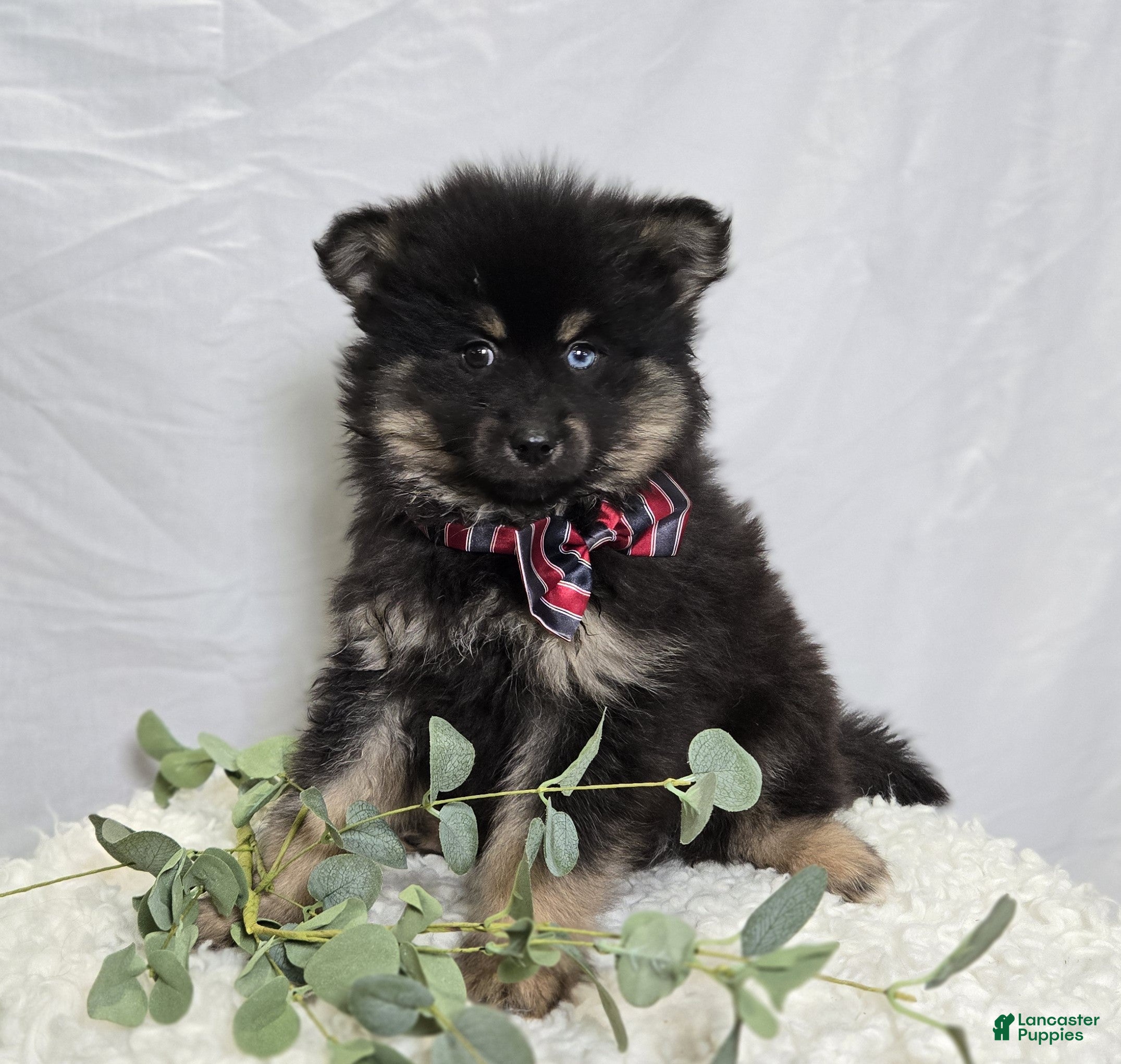 Pomsky dogs Sam - Ad 1