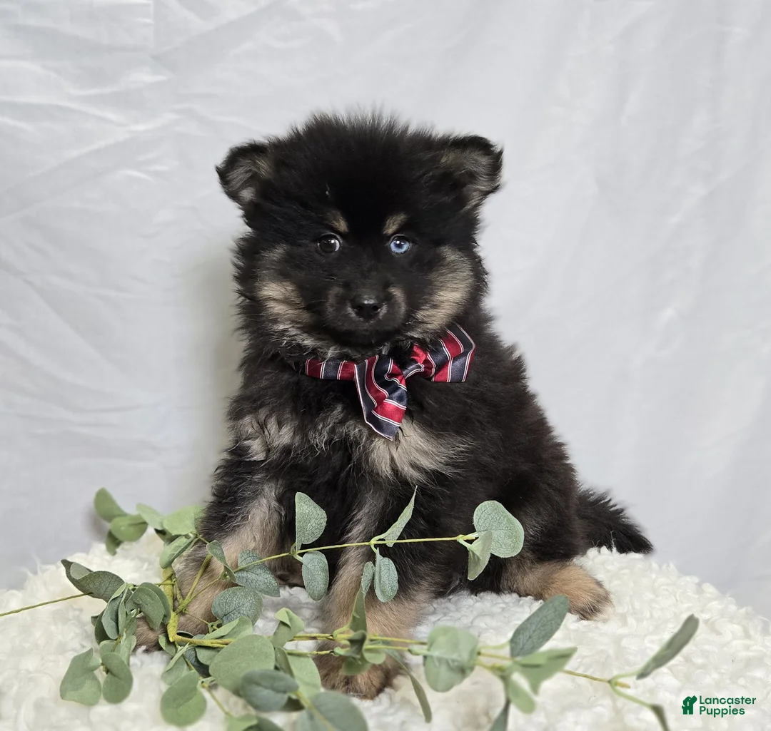 Pomsky dogs for sale: Sam - Ad 1