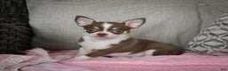Chihuahua dogs for sale: Isabel - Ad 5