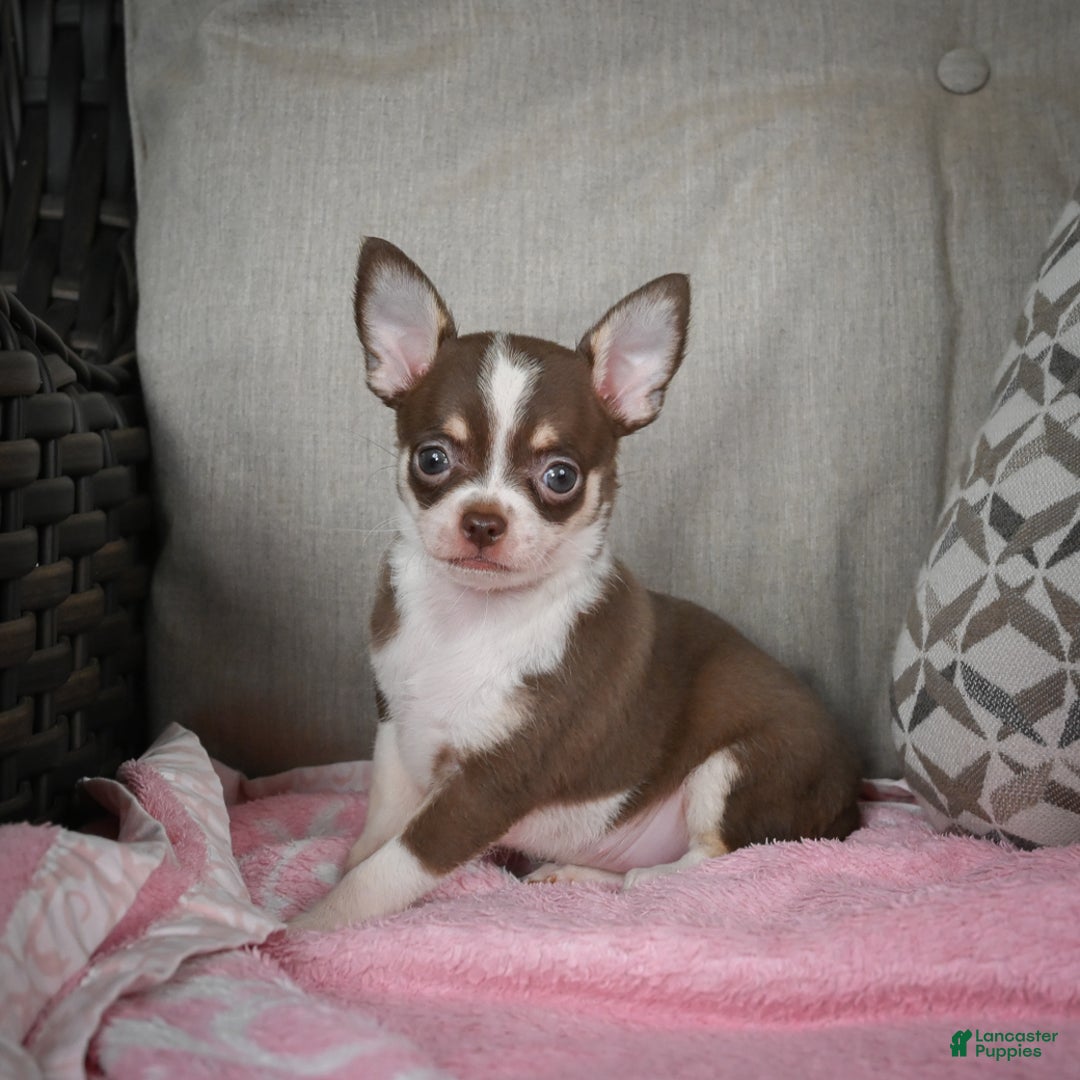 Chihuahua dogs for sale: Isabel - Ad 5