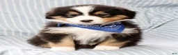 Australian Shepherd dogs for sale: Leo - Ad 2
