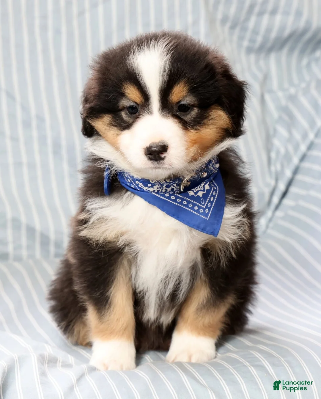 Australian Shepherd dogs for sale: Leo - Ad 2