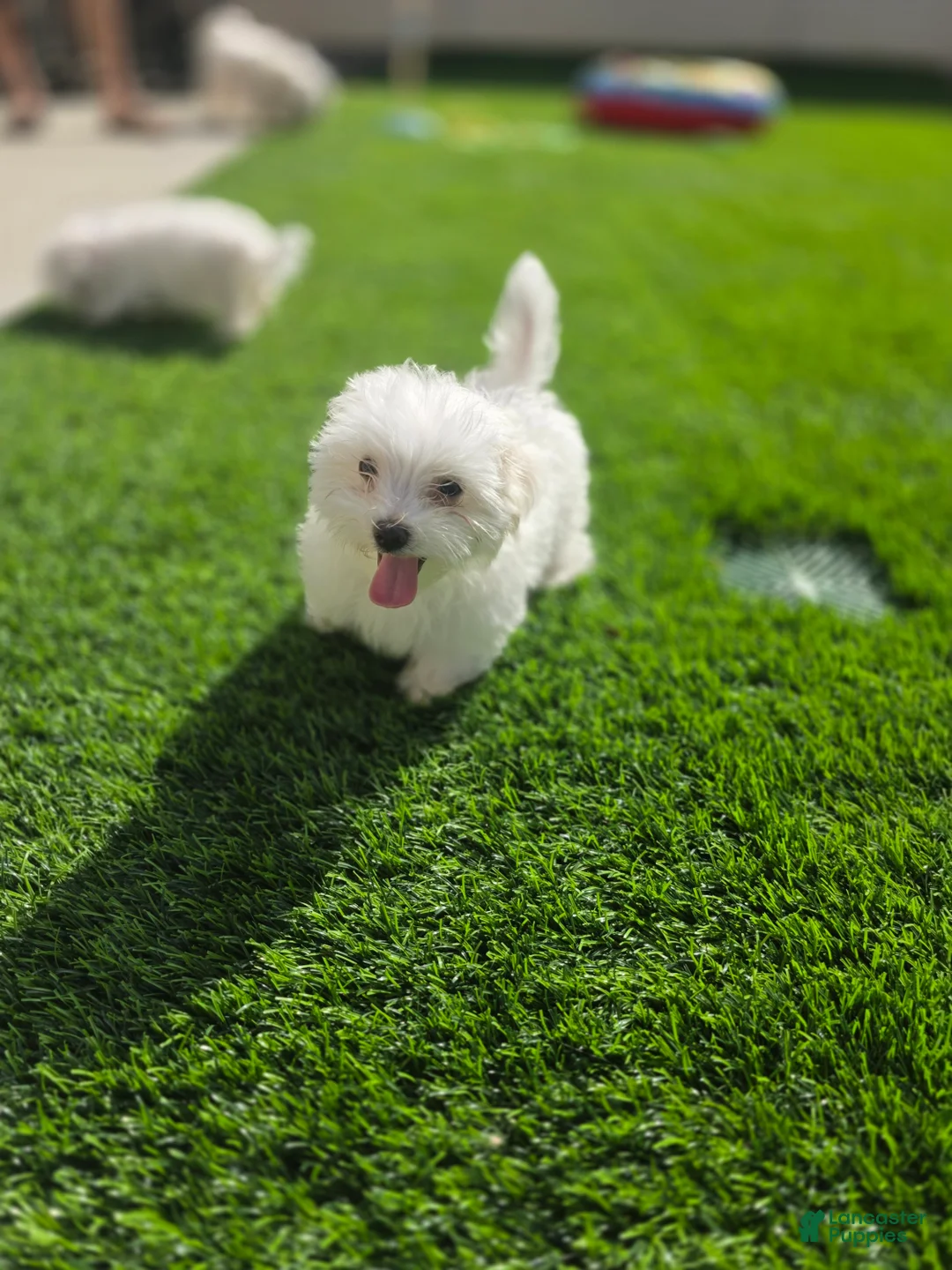 Maltese dogs for sale: Loki - Ad 2