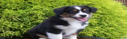 Miniature Australian Shepherd dogs for sale: Alisha - Ad 4