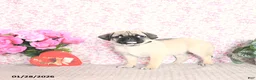 Pug dogs for sale: Lafredo - Ad 4