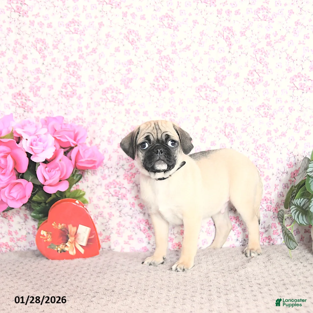 Pug dogs for sale: Lafredo - Ad 4