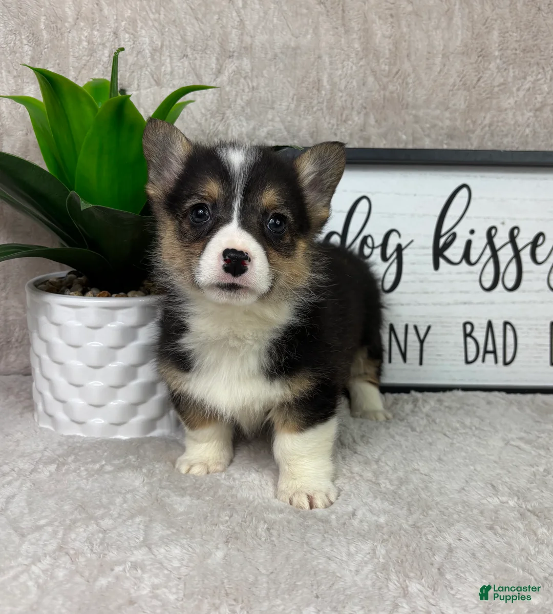 Welsh Corgi Pembroke dogs for sale: Peanut - Ad 2