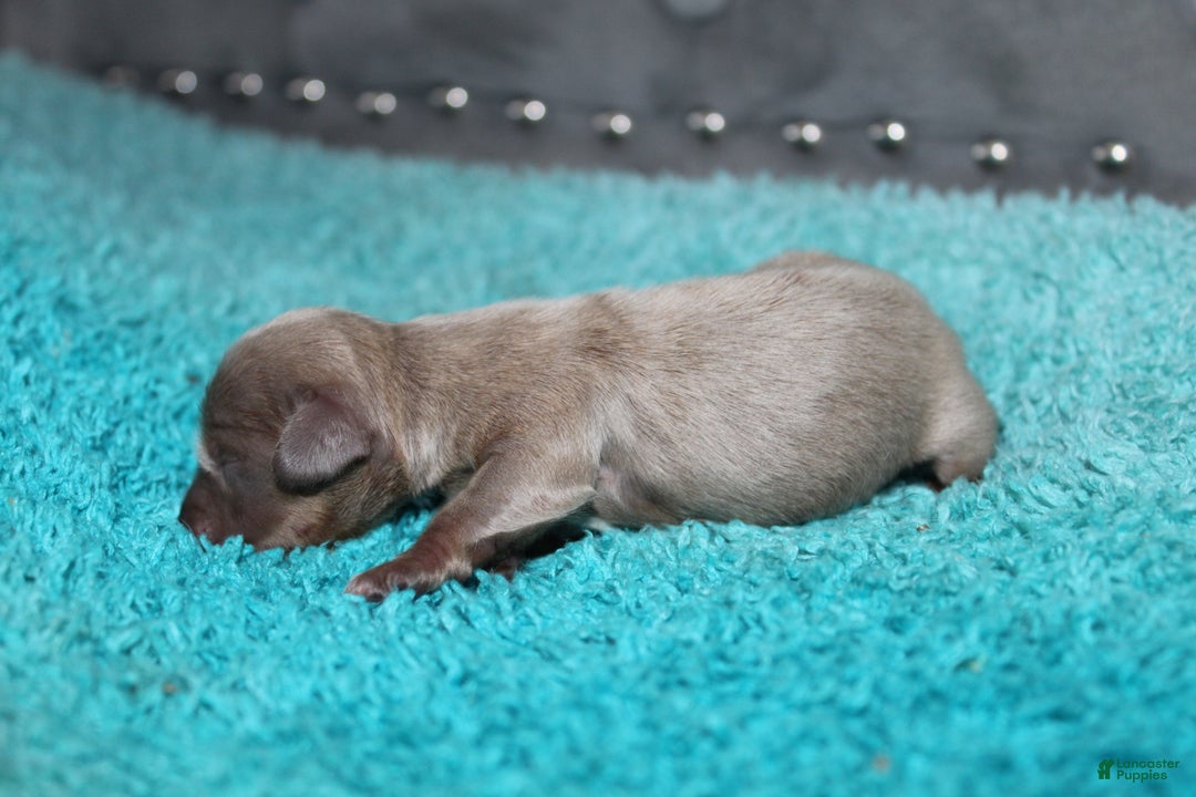 Miniature Dachshund dogs for sale: Piper Mini - Ad 2