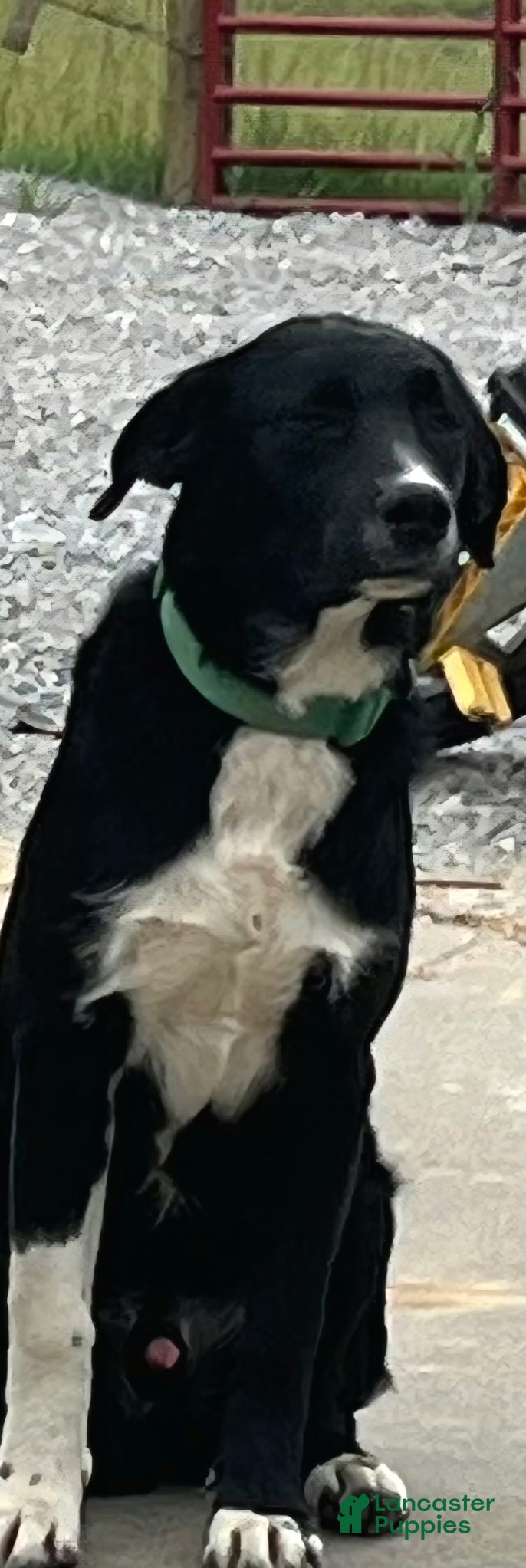 Mixed Breed dogs IceMan - Ad 2