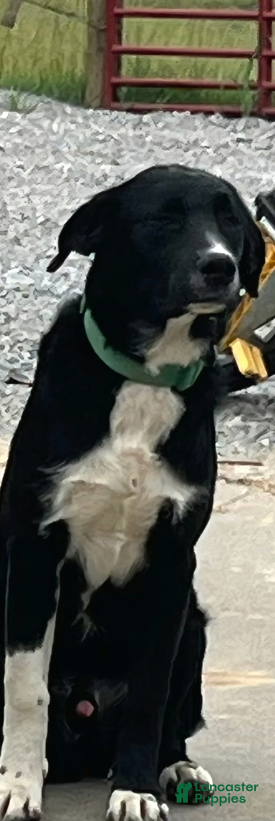 Mixed Breed dogs for sale: IceMan - Ad 1