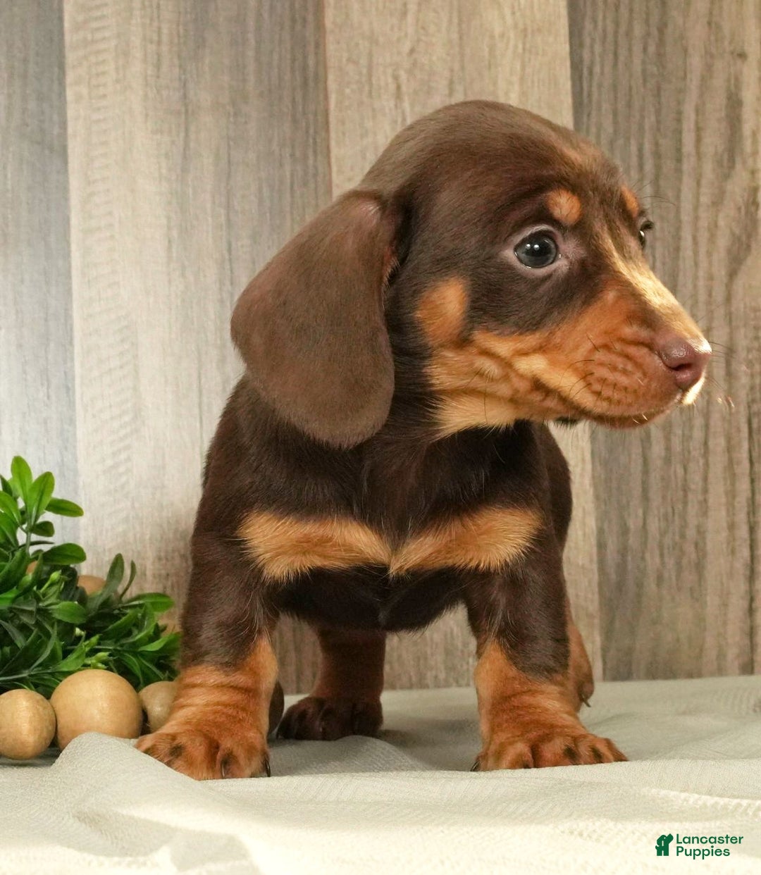 Miniature Dachshund dogs for sale: Molly - Ad 5